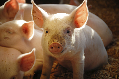 this-little-piggie_1694x1133px_72dpi