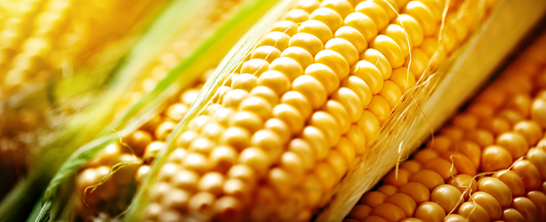 maize_newsbanner_1116x455px