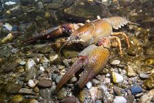 european-crayfish