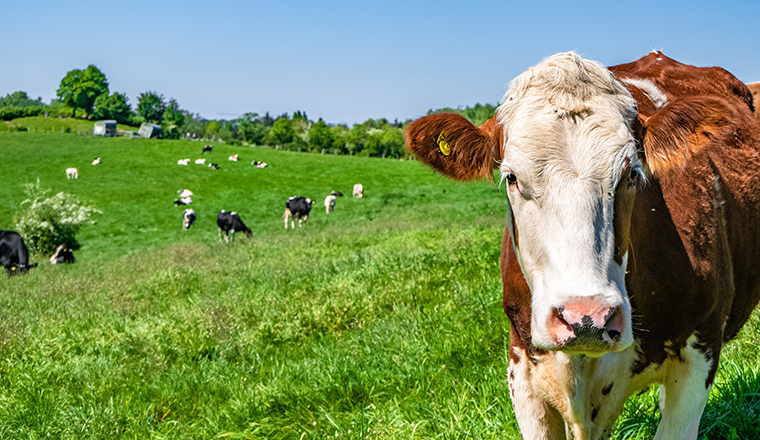 a-white-and-brown-cow-looking-straight-at-the-camera-with-a-herd-of-cows-on-the-pasture-in-the-background_760x440px