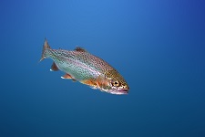 rainbow-trout
