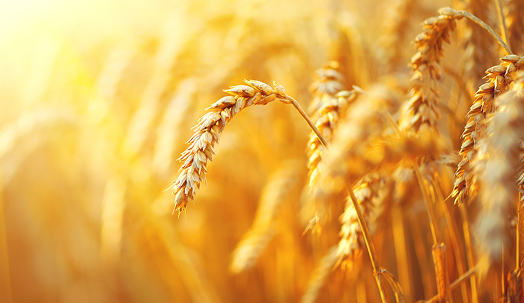 mycotoxins_760x440px