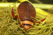 water-beetle