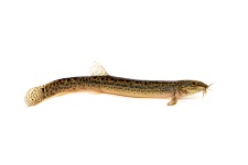 pond-loach