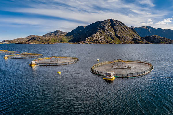 fiskeindustri1