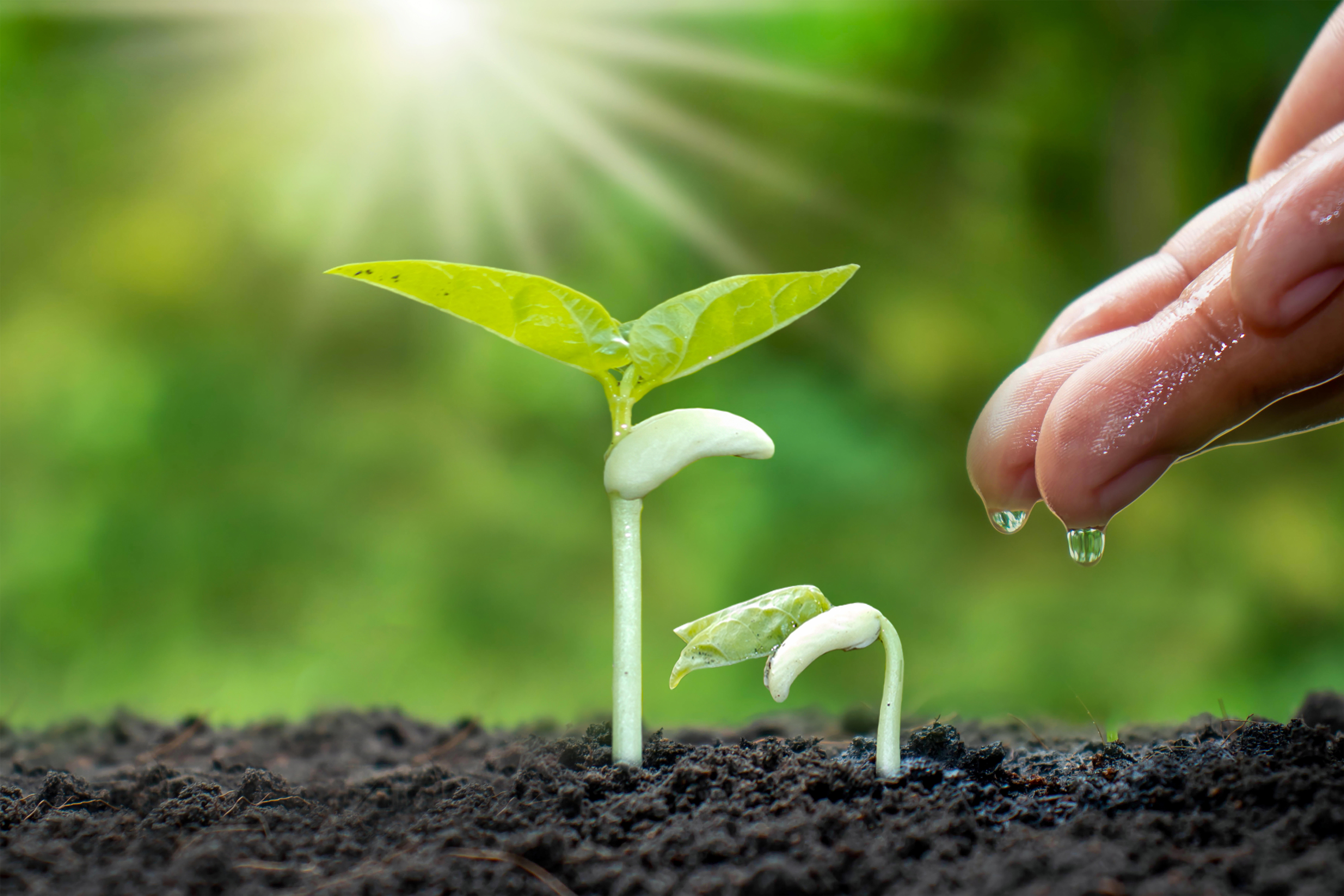 growing-crops-on-fertile-soil-and-watering-plants-including-showing-stages-of-plant-growth_9000-x-6000-px