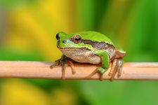 common-tree-frog