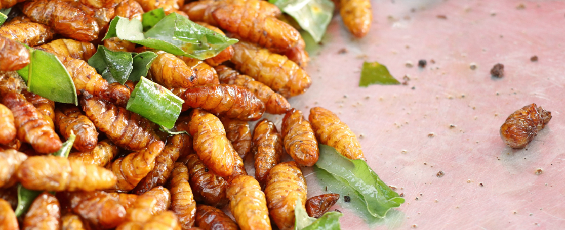 insects-novel-foods