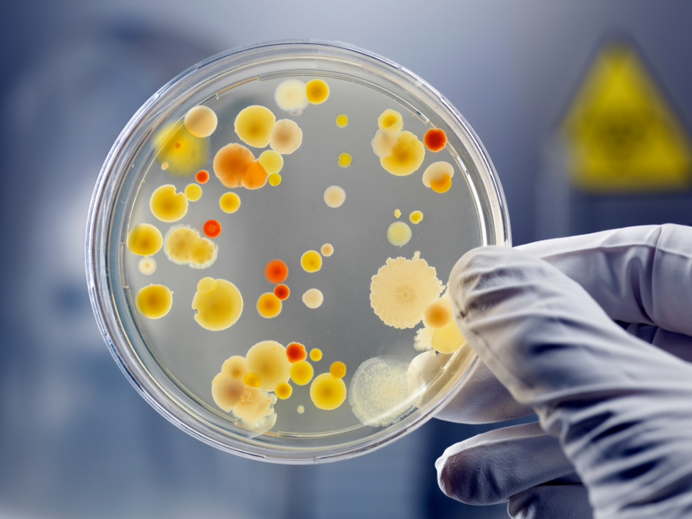 petrischalen-mit-biotests-wiki