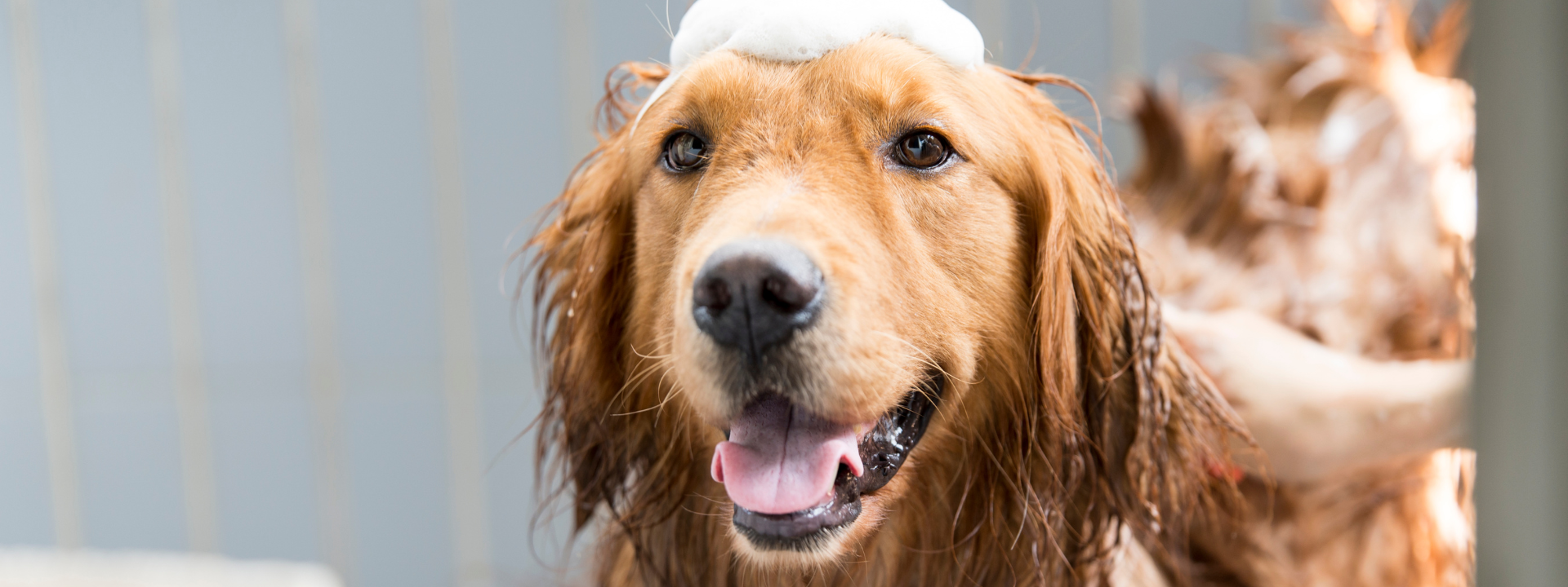 problemsolution-pet-care