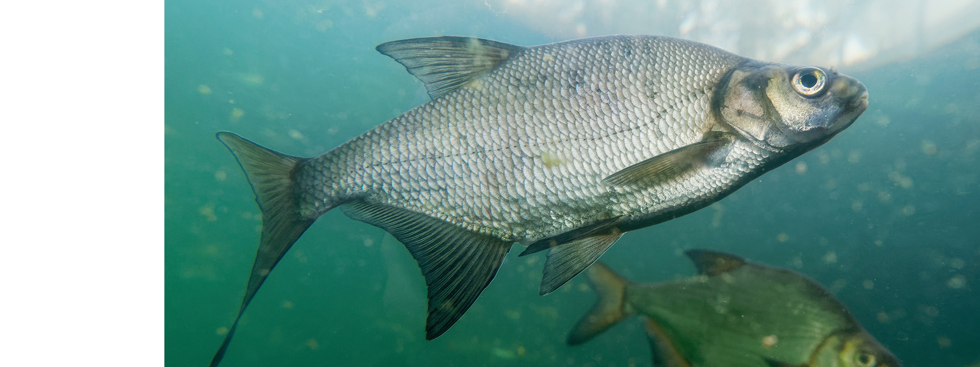 kommercielle-fiskebestande