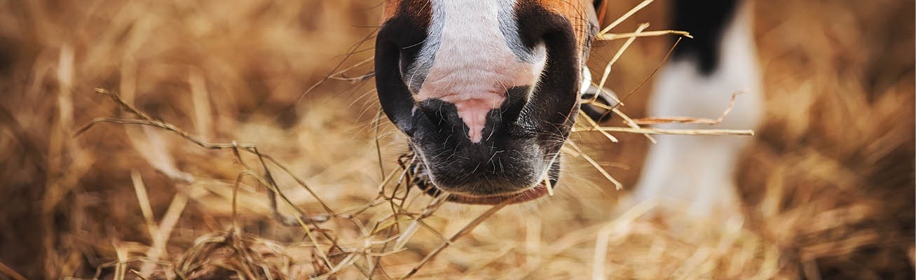 toppbilde-equi-feed