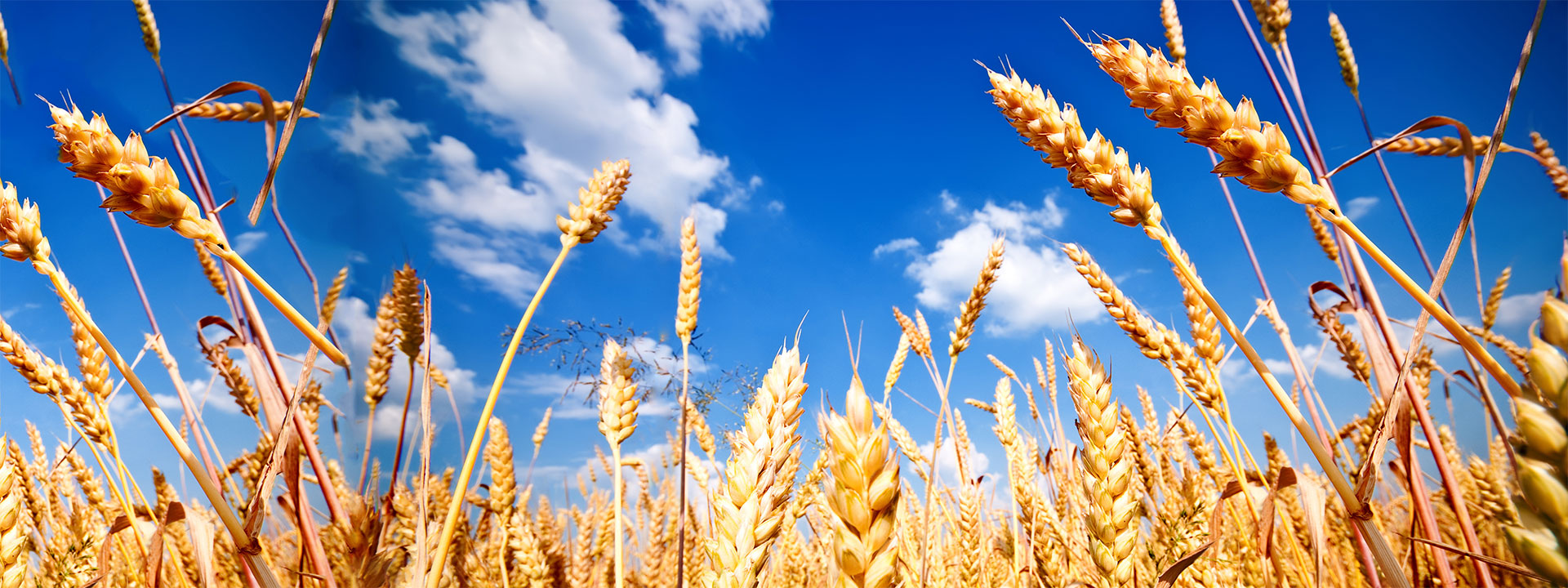 grain_banner_1920x720px