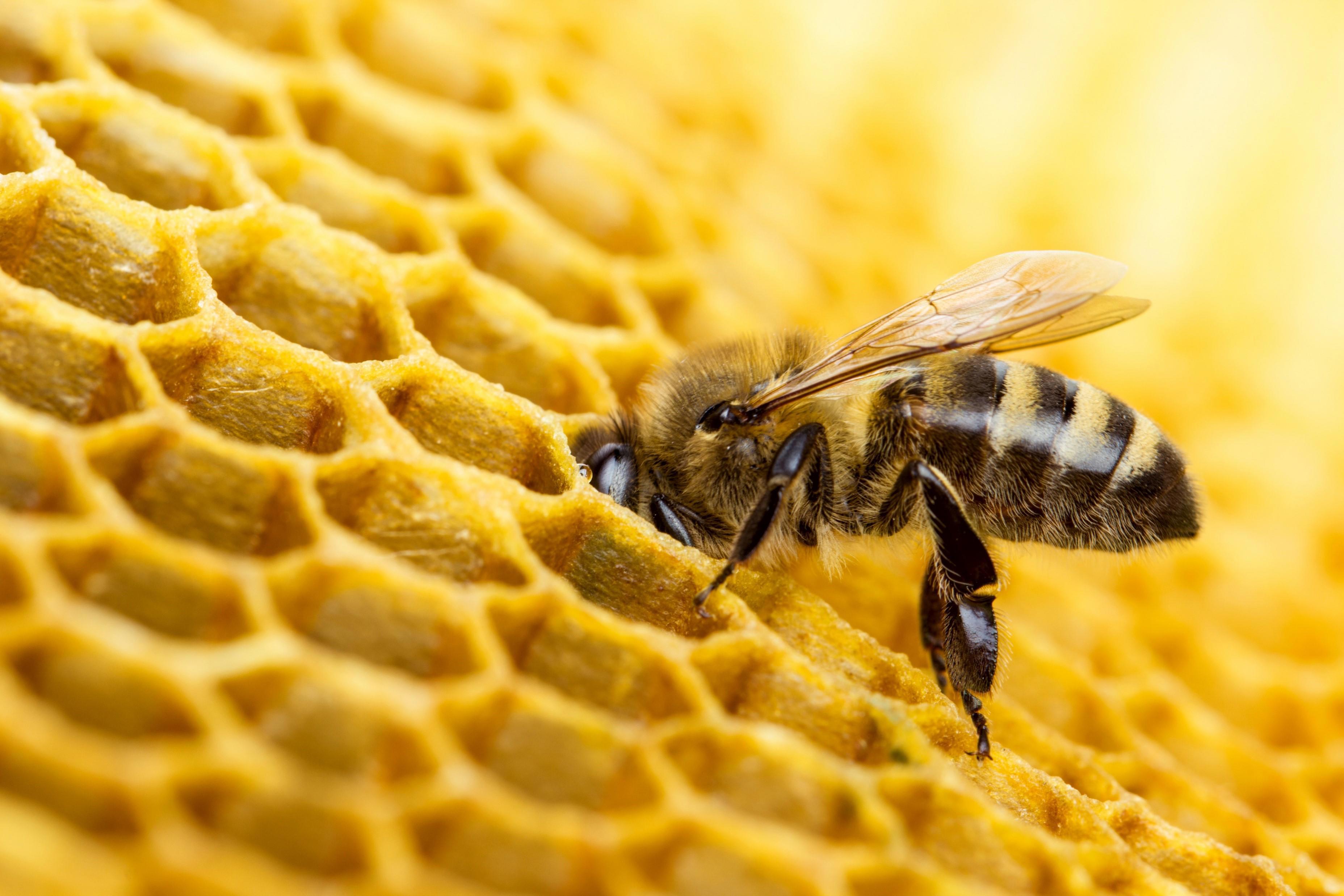 A close-up image of a honeybee on a honeycomb. The honeybee is positioned with its head inside one of the hexagonal cells of the golden-yellow honeycomb, likely collecting nectar or pollen. The intricate pattern and texture of the honeycomb are clearly visible, showcasing the natural engineering skills of bees. The bee's wings are translucent and its body is covered in fine hairs.