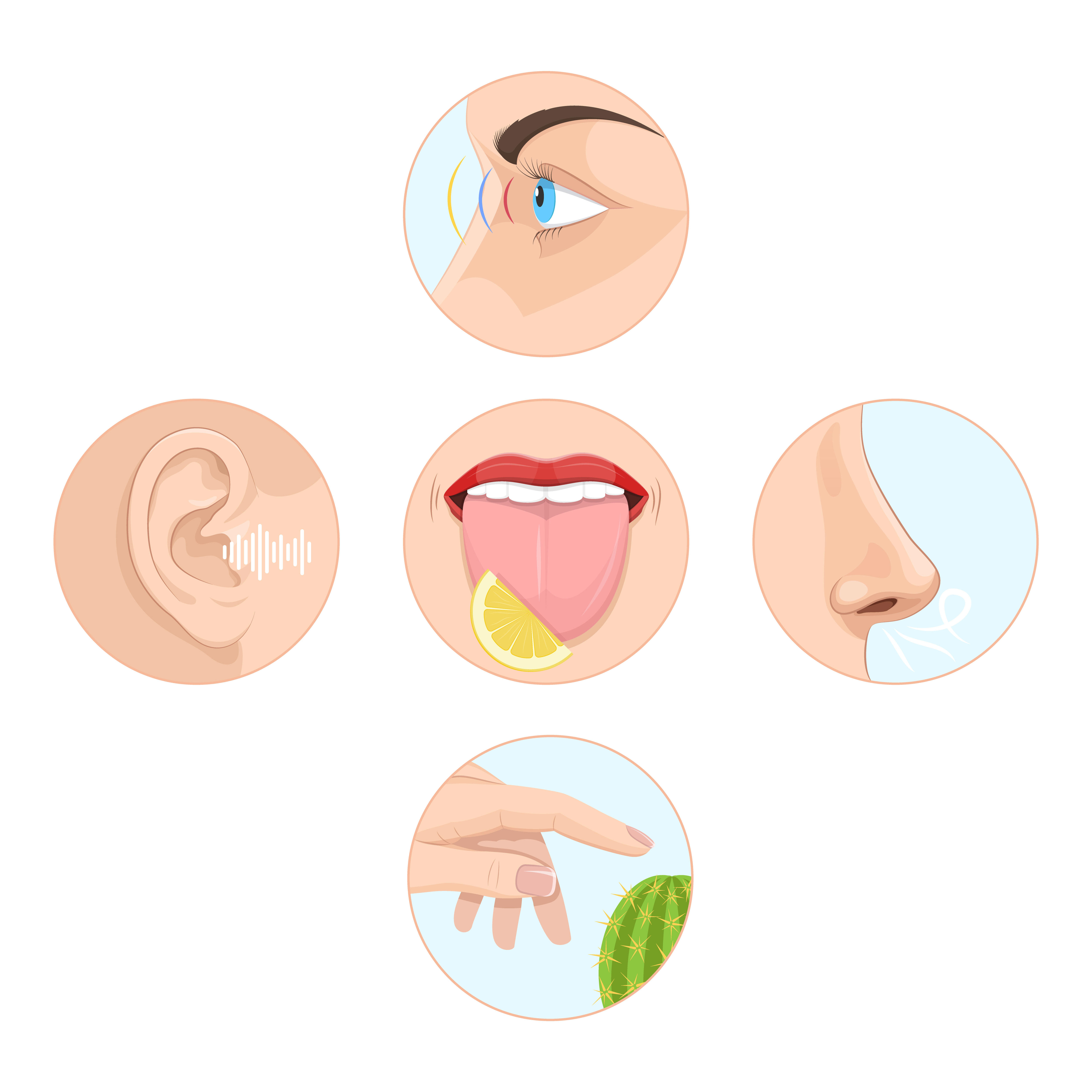 set-of-five-senses-of-man-anatomy-of-human-organs_7500-x-7500-px