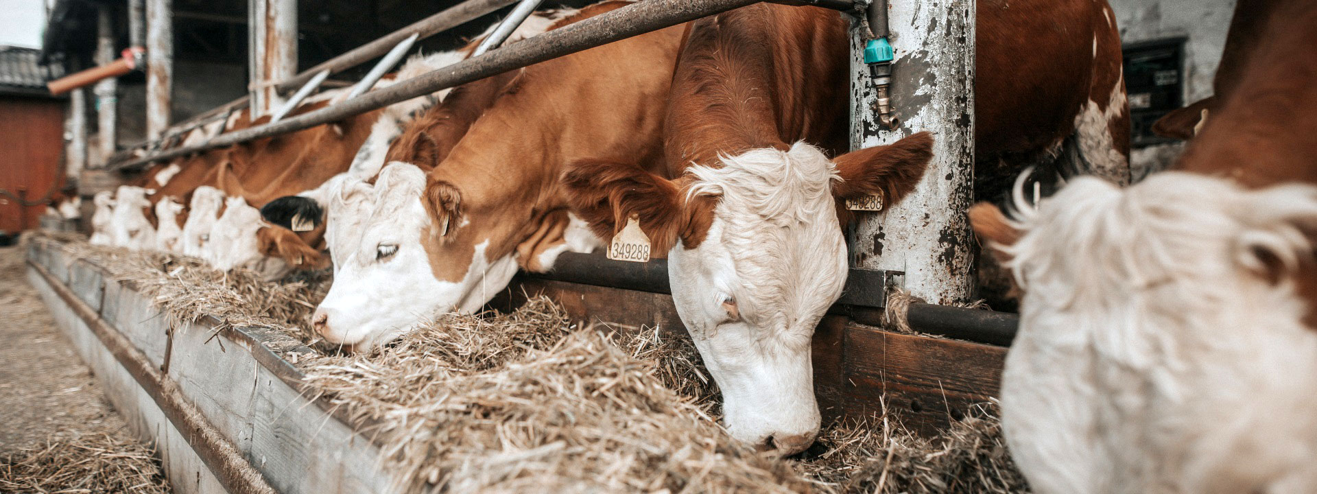 feed_banner_1920x720px