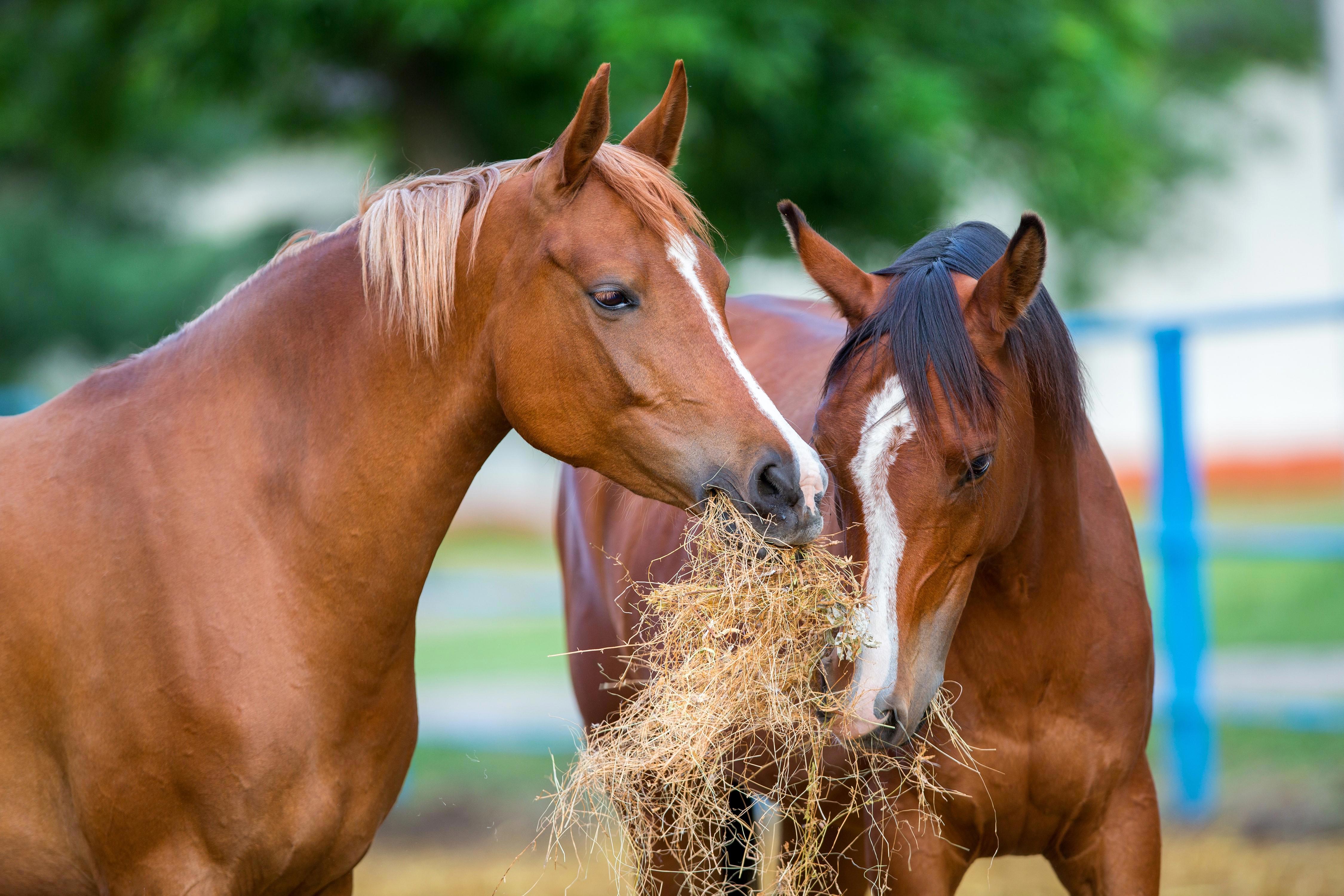 arabian-fox-and-brown-horse-eating-hay-together