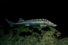 russian-sturgeon