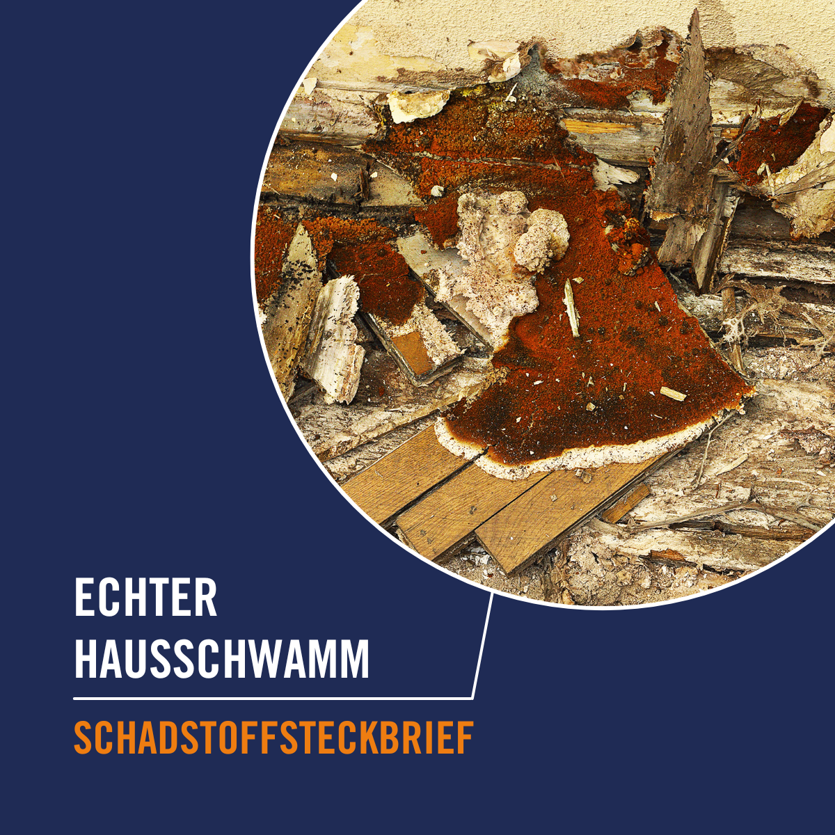 schadstoffsteckbrief-echter-hausschwamm-300x300px