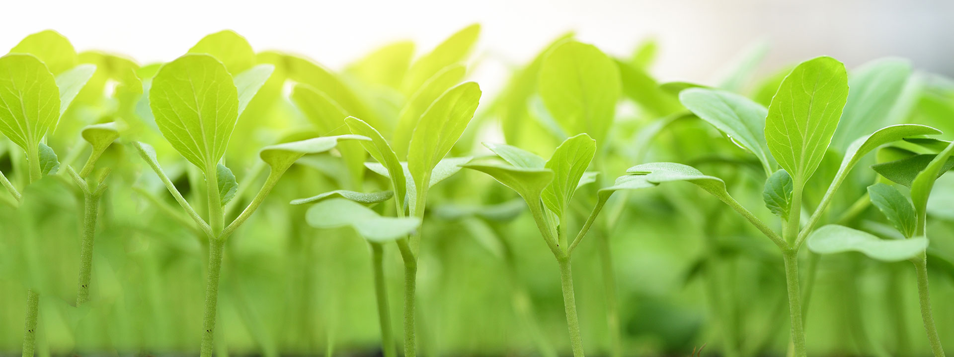 oganic-food_banner_1920x720px