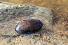 fresh-water-pearl-mussel