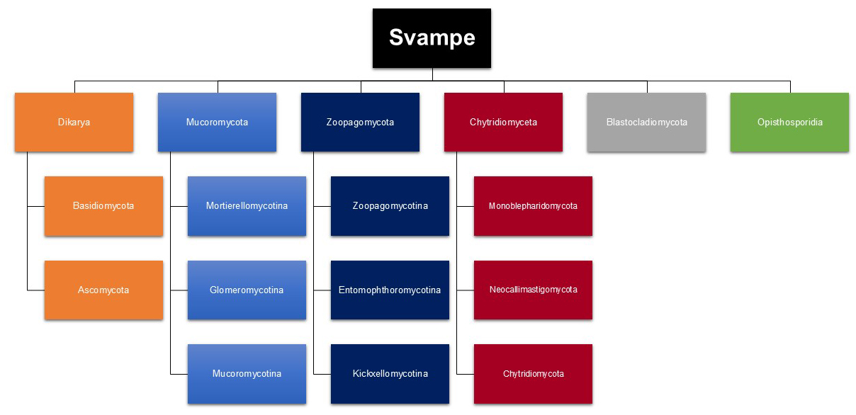 Overblik over svampe
