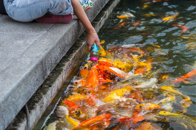 fish