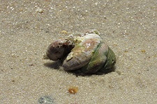 crepidula-fornicata