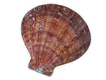 freshwater-mussel-01