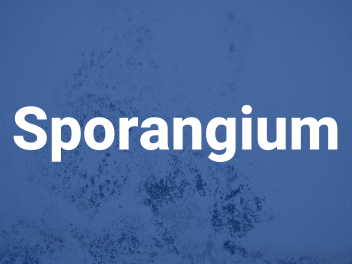 sporangium