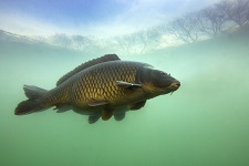carp