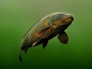 carp