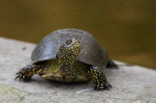 european-pound-turtle