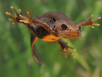 great-crested-newt-triturus-cristatus-sort-salamander