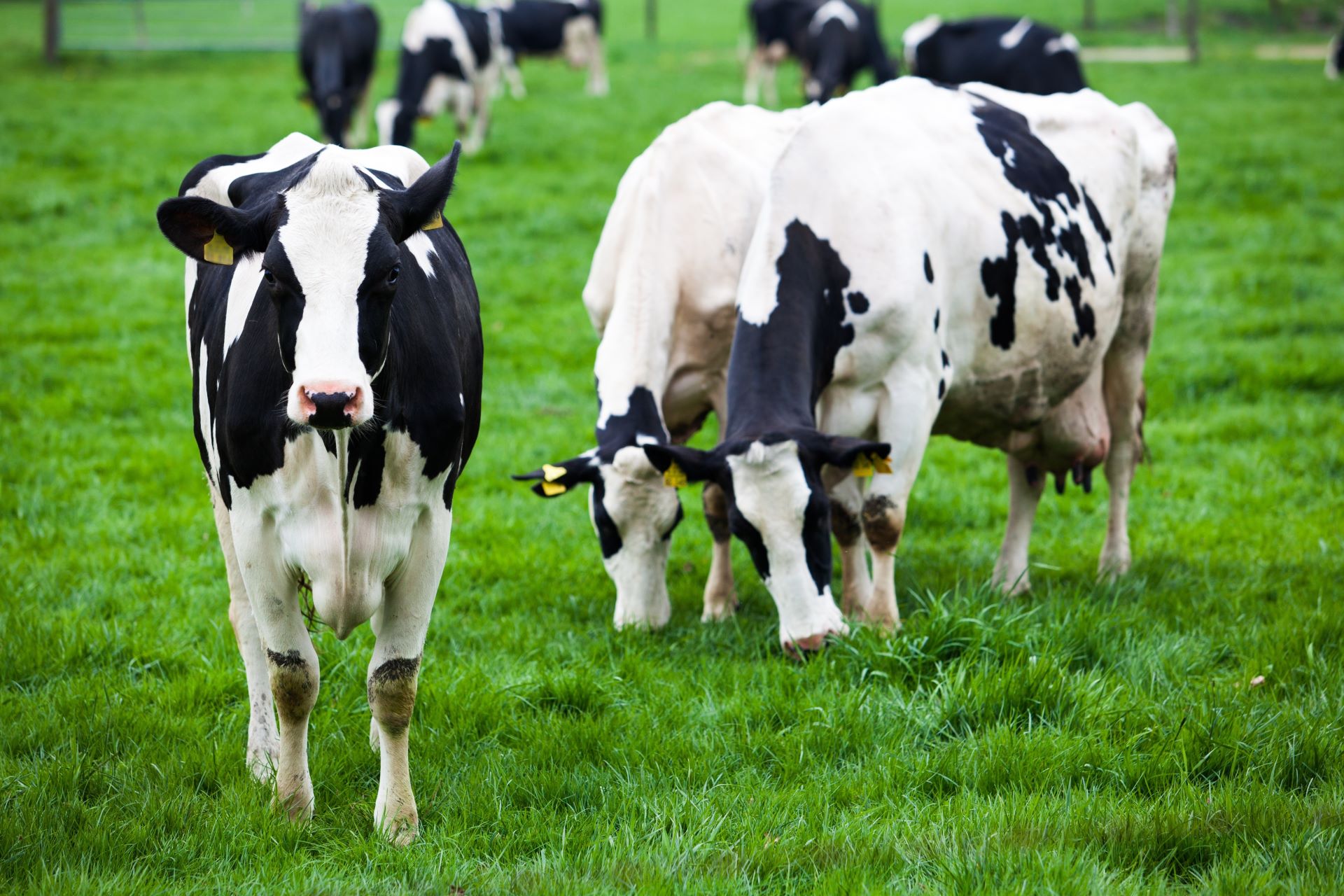 cow-on-meadow-xl_8056x5371px_2