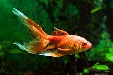 goldfish