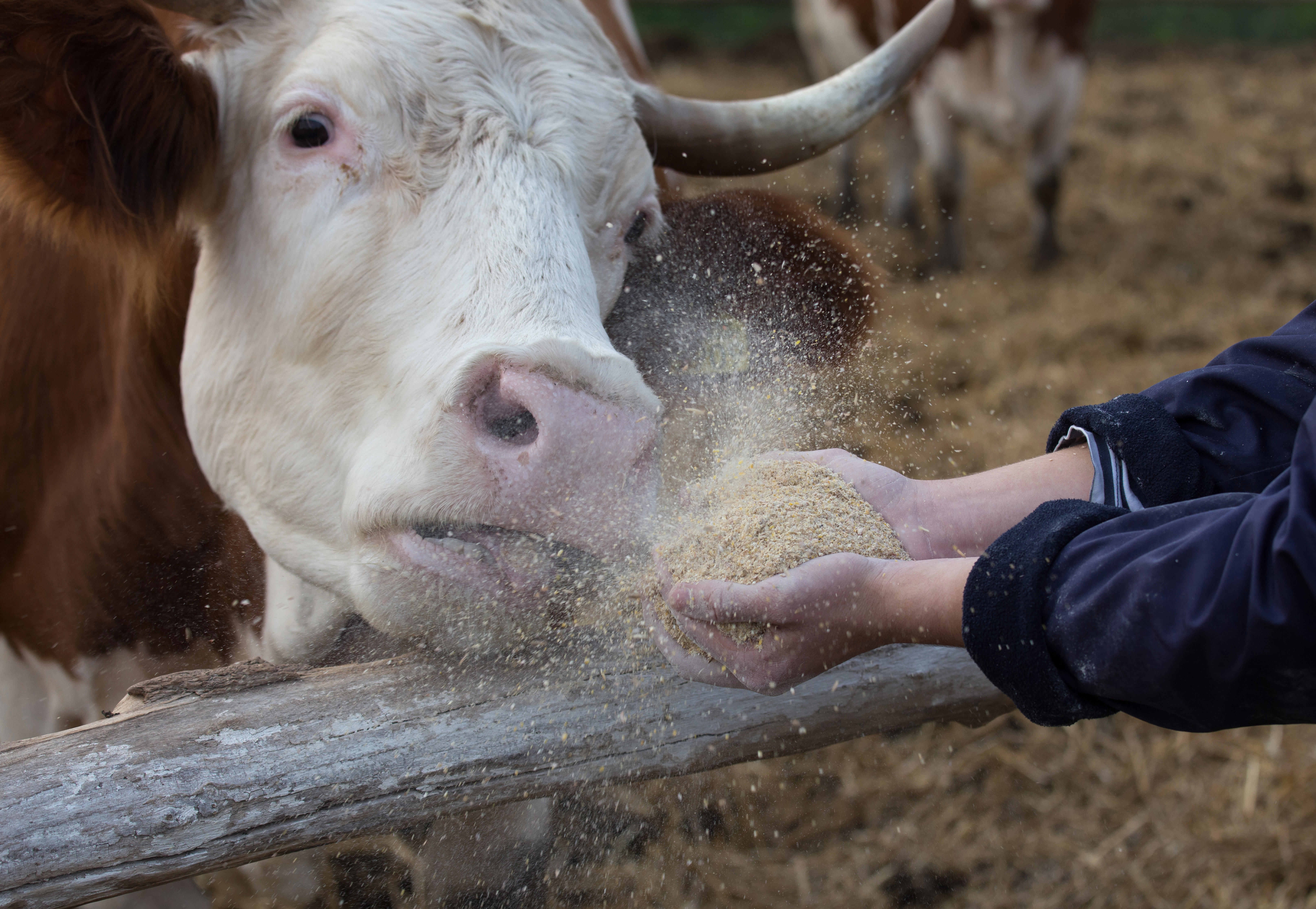 farmer-feeding-simmental-cows-with-dry-feed-from-hands_7296-x-5040-px