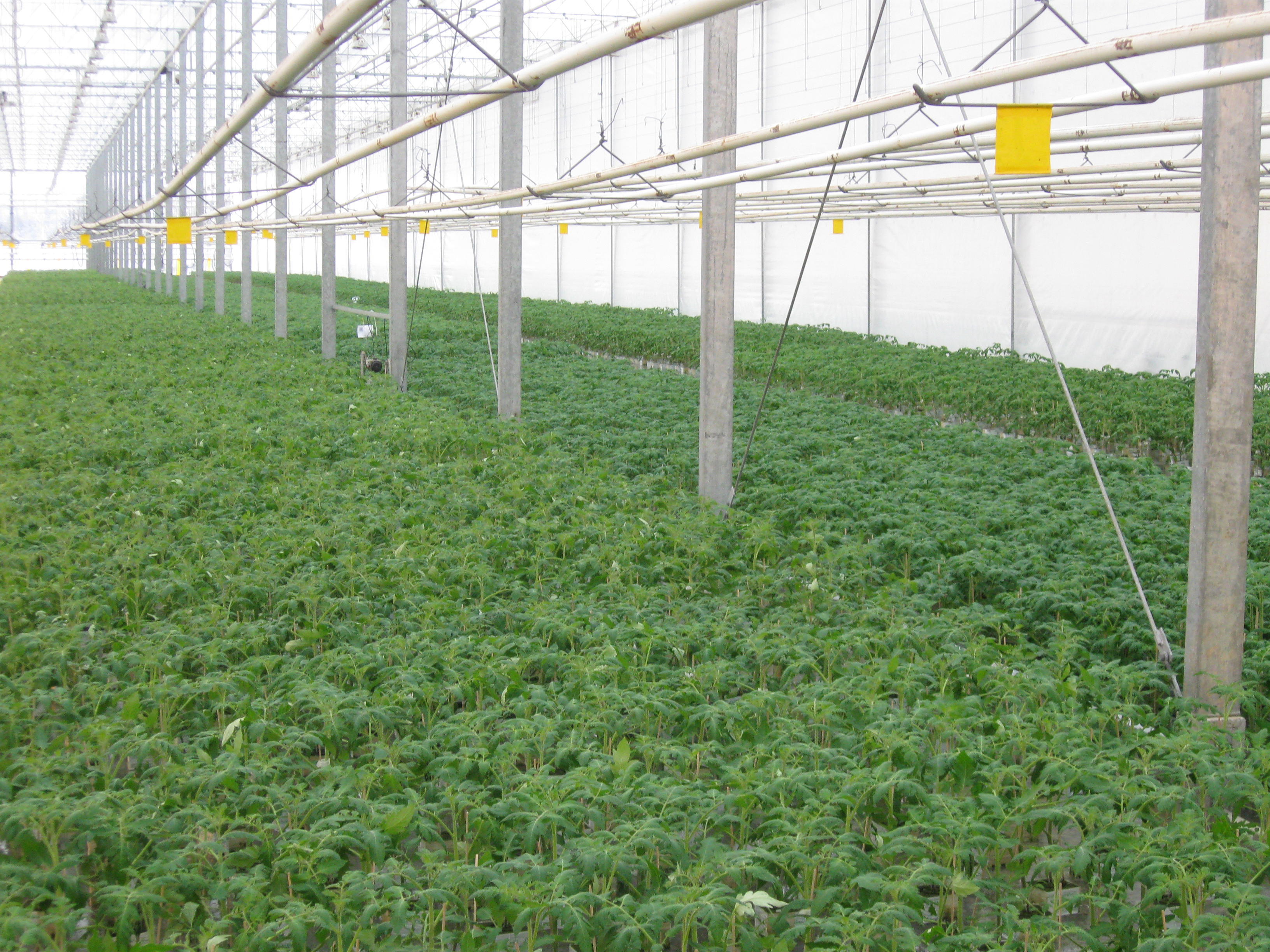 agro-tomato-plants-young-greenhouse