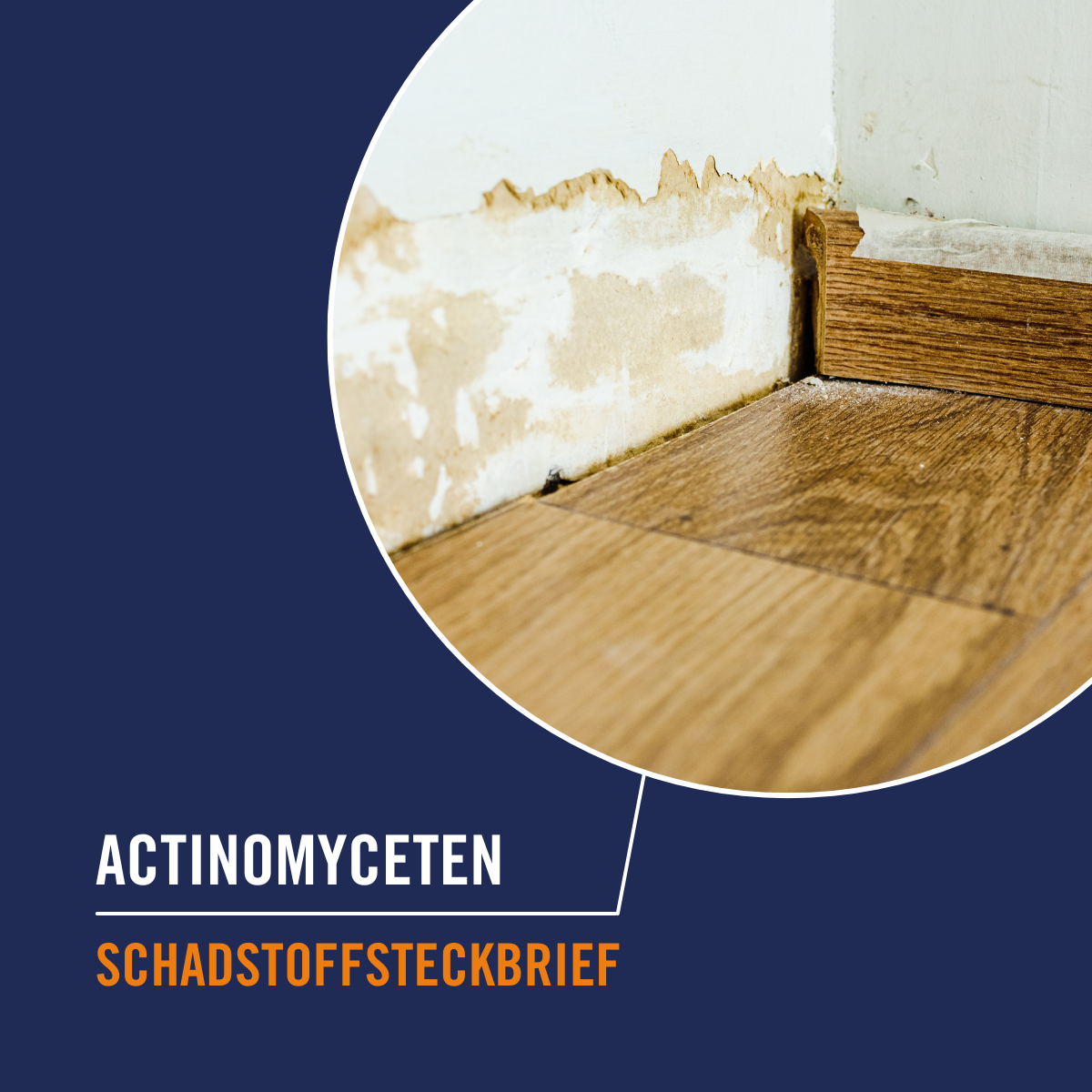 schadstoffsteckbrief-actinomyceten-300x300px-1200-x-1200-px