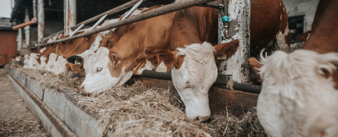 ehec_cows_banner