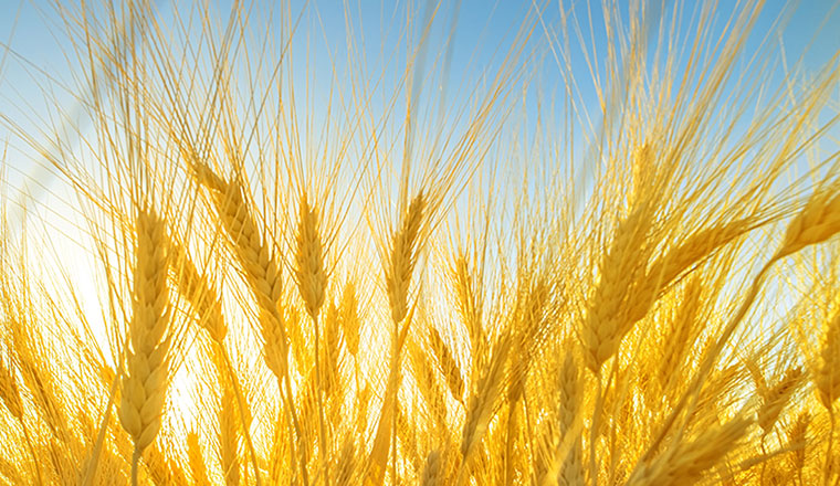 wheat_mycotoxins_760x440px