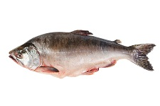pink-salmon