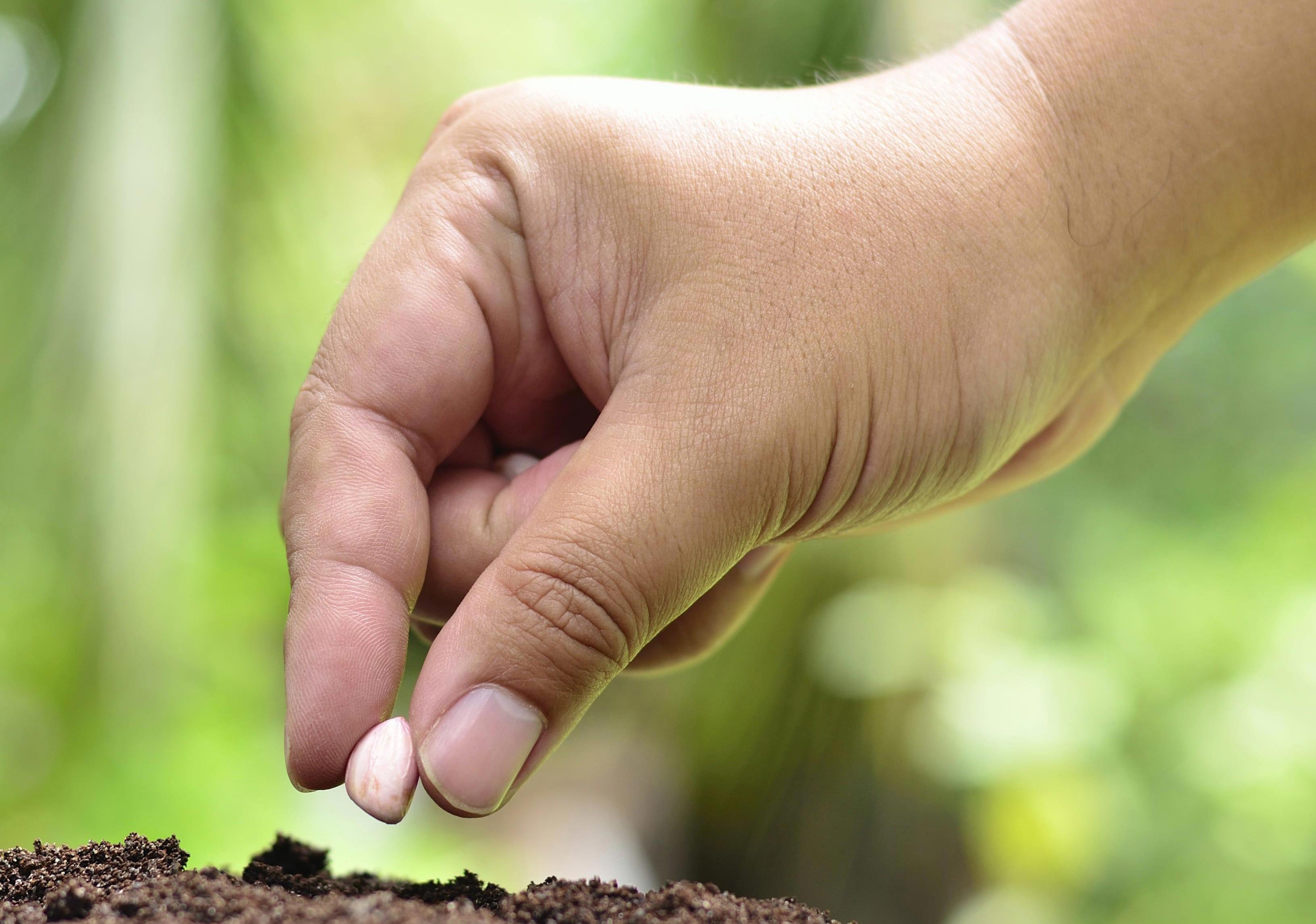 seed-producer-web