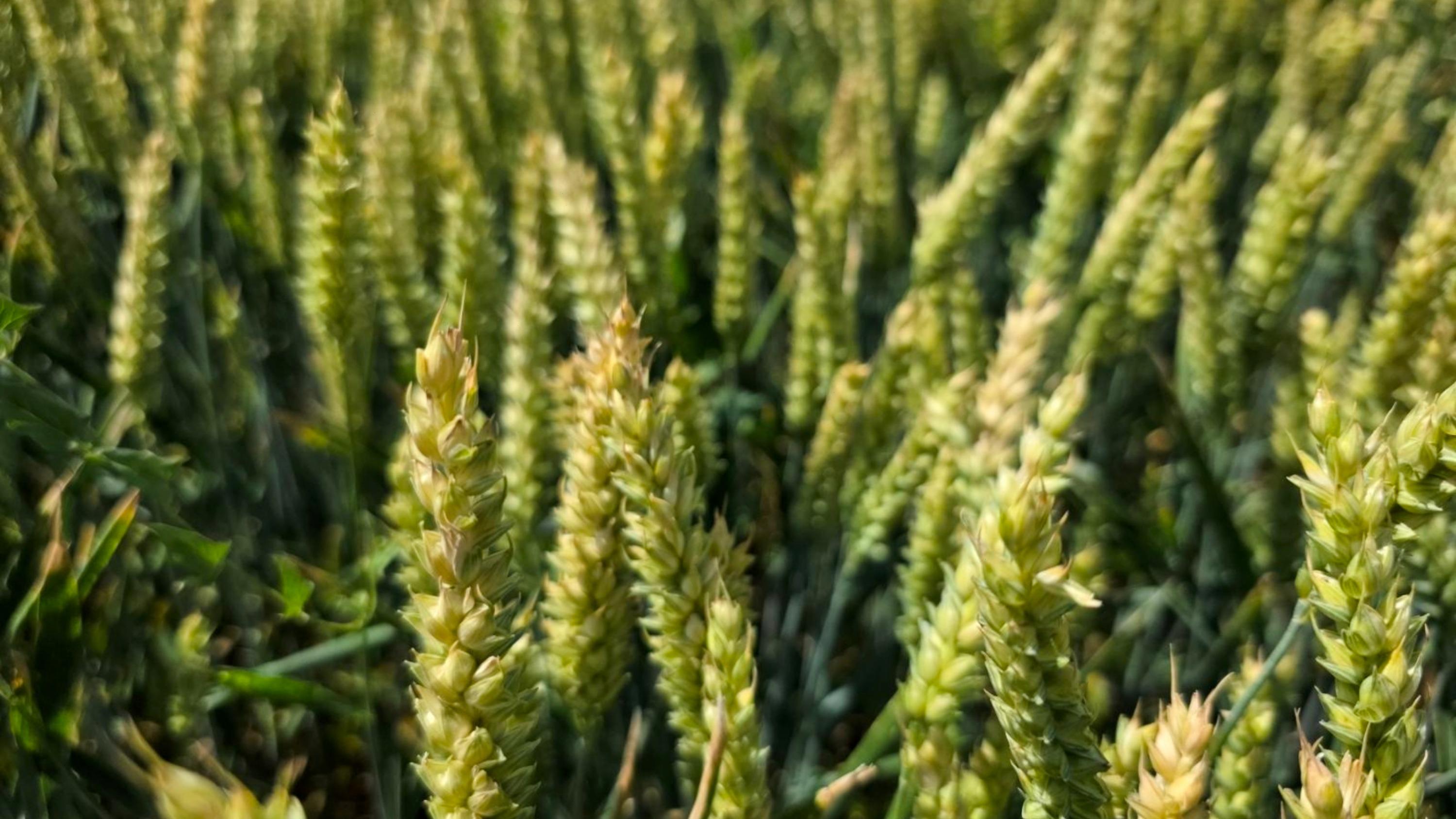news-page-wheat