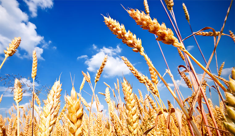 grain_760x440px