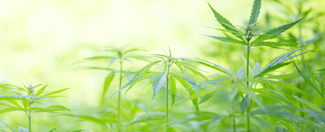 cannabis-pflanze_news-banner_1116x455px