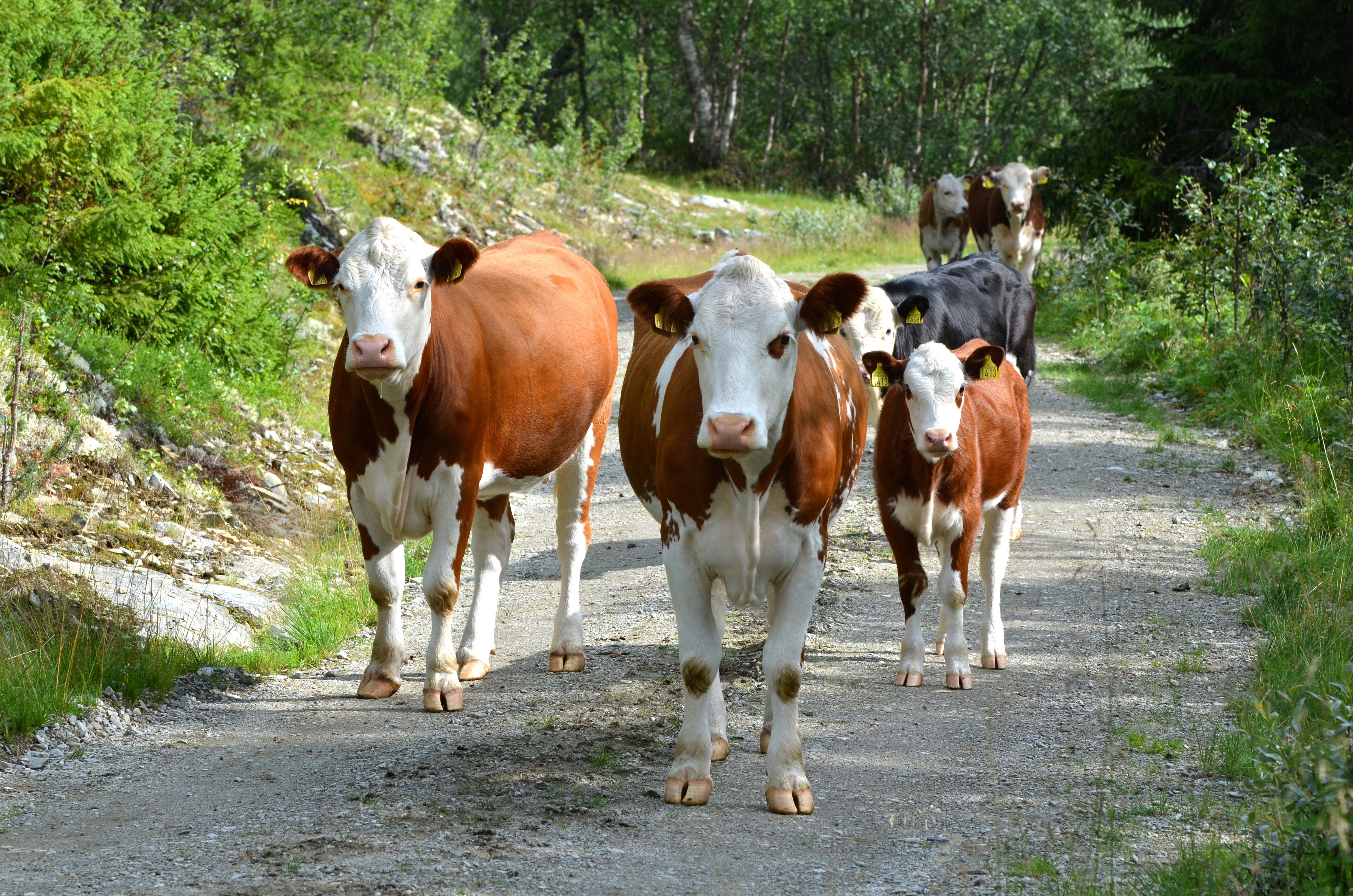 Kyr på utmarksbeite går på veien NRF