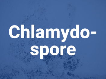 chlamydospore