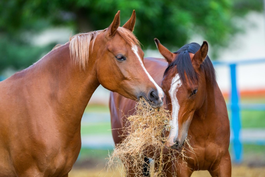 paarden