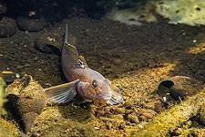 eurasian-round-goby